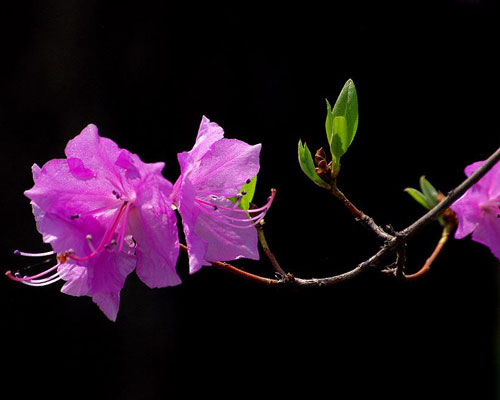 杜鹃花送什么人合适？